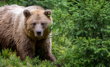 Odstrzał niedźwiedzi na Słowacji