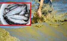 Ryby z Bałtyku skażone? Broń chemiczna, wyniki badań