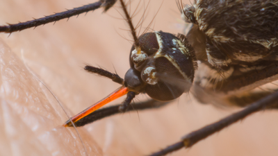 komary tygrysie Aedes albopictus w Portugalii
