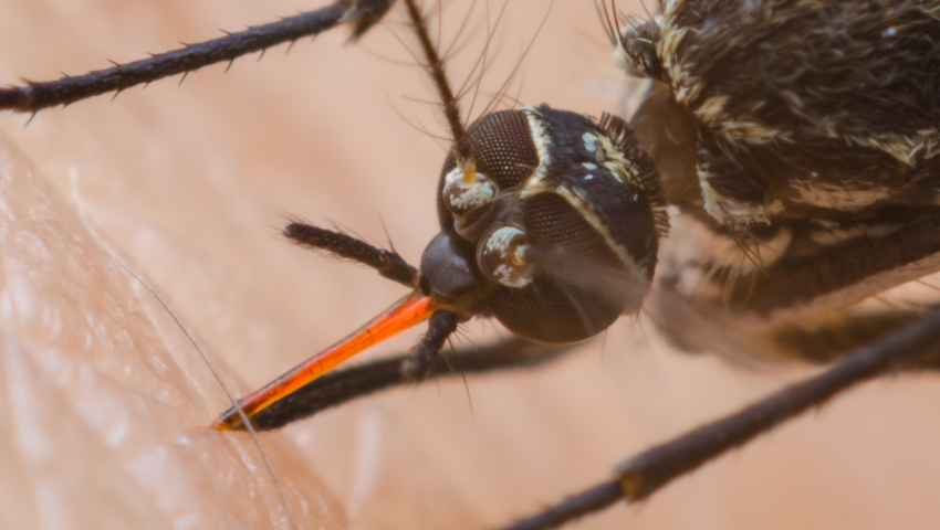 komary tygrysie Aedes albopictus w Portugalii