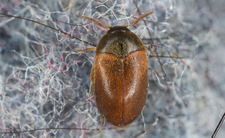 Szubak Smirnowa w Polsce. Afrykańskie chrząszcze i larwy w domu