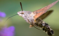 Fruczak gołąbek, Macroglossum stellatarum
