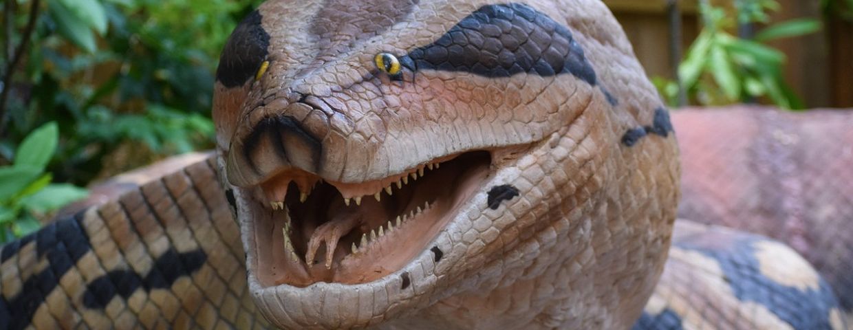 Najdłuższy wąż titanoboa