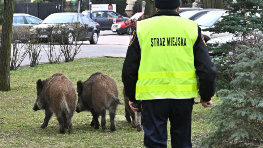 Legionowo kontra dziki. Gigantyczne straty