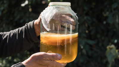 Kombucha, kombucza, zdrowie, dieta