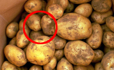 Zielone ziemniaki szkodliwe