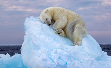 Zwycięskie zdjęcie Wildlife Photopgrapher of the Year