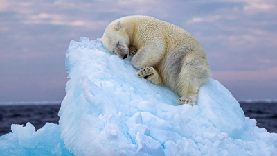 Zwycięskie zdjęcie Wildlife Photopgrapher of the Year