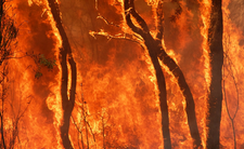 Australia kontra rekordowe temperatury, susza, pożary buszu, upały