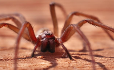 Jak się pozbyć pająków z domu?