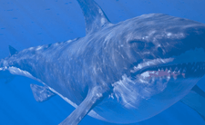 Megalodon - informacje, rozmiar, waga