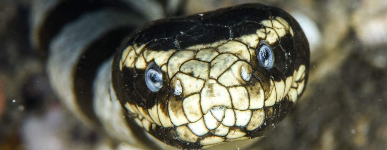 wąż Wiosłogon żmijowaty Laticauda colubrina