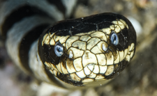 wąż Wiosłogon żmijowaty Laticauda colubrina