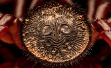 Ten pająk przeraża swoim wyglądem