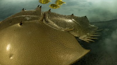 Wildlife Photographer of the Year - główna nagroda jury