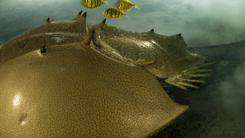 Wildlife Photographer of the Year - główna nagroda jury