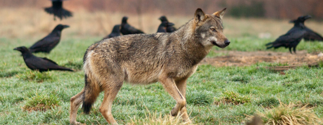 Wilki w Polsce