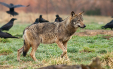 Wilki w Polsce