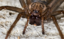 Jakie pająki żyją w domu? Czy kątnik domowy gryzie i czy jest jadowity?