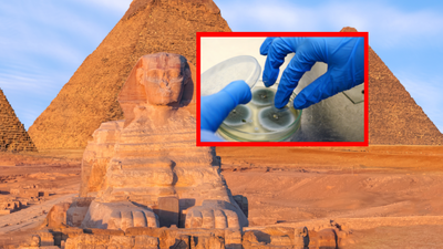 Odkrycie w Egipcie