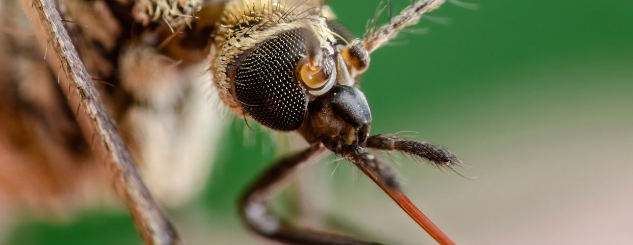 Komary przenoszą choroby