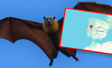 Nietoperze blokują wydobycie litu w Portugalii