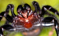 Ptasznik australijski - najbardziej jadowity pająk świata