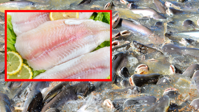 Panga - ości, smak, szkodliwość, chemia w rybach