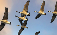 Dzikie gęsi nad Polską. Dlaczego?