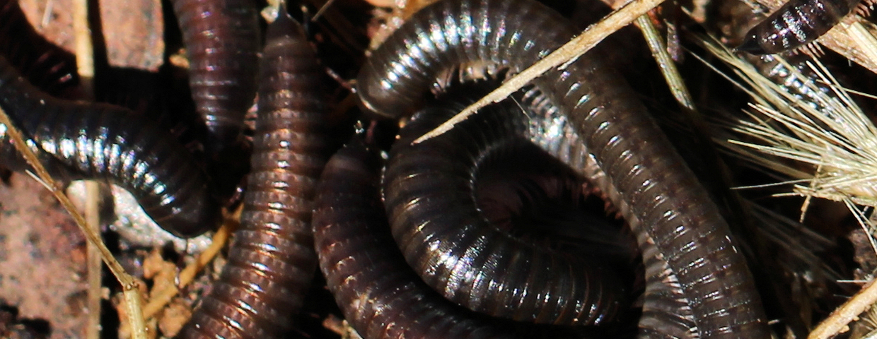 Wije, krocionogi portugalskie Ommatoiulus moreletii