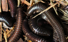 Wije, krocionogi portugalskie Ommatoiulus moreletii