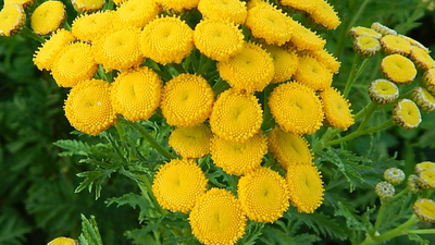 Wrotycz- naturalny sposób na owady