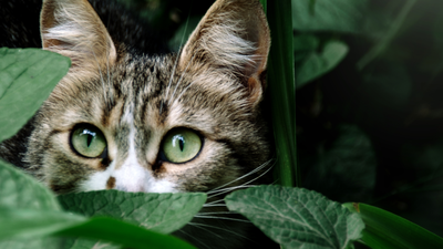 Holandia kontra koty