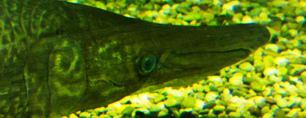 niszczuka wielka Atractosteus tristoechus cuban gar