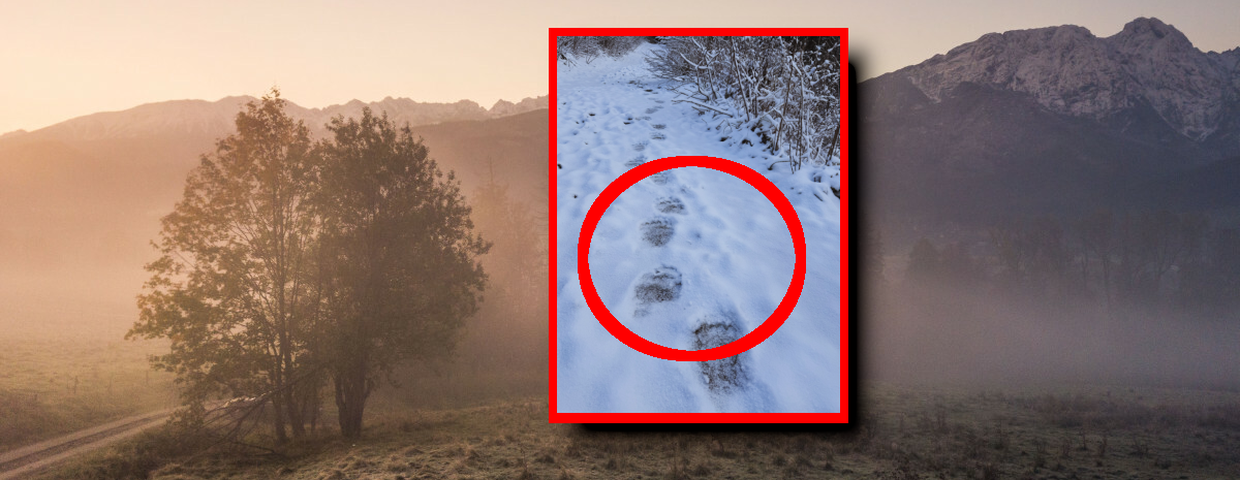 Niedźwiedzie w Tatrach