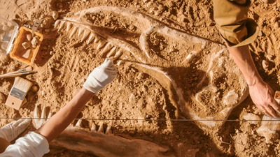 Nowy dinozaur odkryty. Największy w historii? Tytanozaur Jiangxititan ganzhouensis