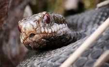 Leśnicy ostrzegają przed tym wężem