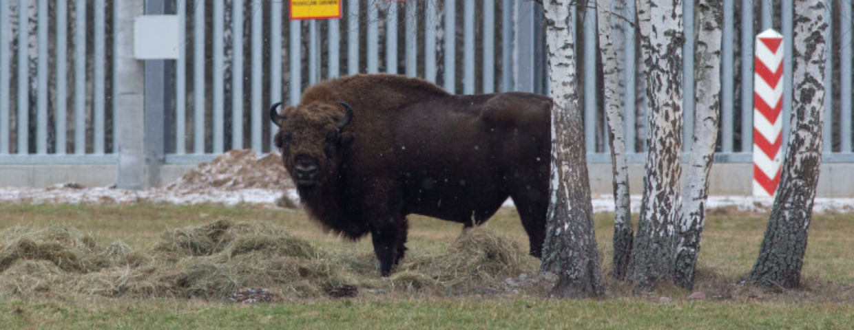 Zasieki na granicy z Białorusią i cierpienie zwierząt