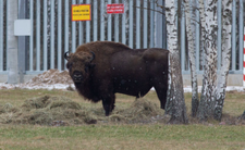 Zasieki na granicy z Białorusią i cierpienie zwierząt