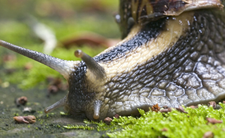 Sposoby na ślimaki w ogrodzie