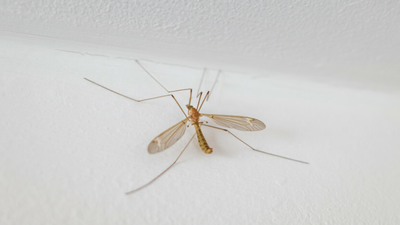 Komarnica