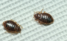 Jak się pozbyć pluskwy w domu? Pluskwa - informacje, zalecenia