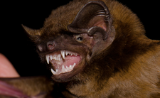 nietoperz borowiec olbrzymi (Nyctalus lasiopterus)