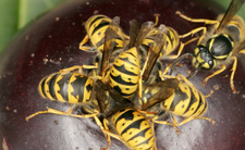 Sposoby na osy, poradnik