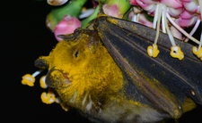 Nietoperz owocowiec liścionosy i rekordowo częste wypróżnianie