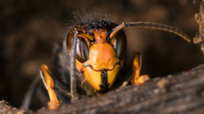 Vespa mandarinia - oto najgroźniejszy szerszeń azjatycki