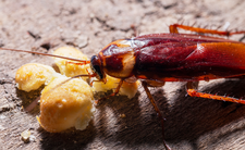 Prusaki w domu - czy gryzą? Jak się pozbyć prusaków? 