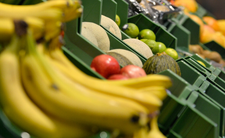 Koniec bananów? "Epidemia, bananowy covid-19"