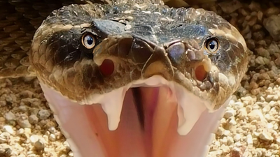 Mega wąż odkryty. Większy niż tyranozaur i titanoboa