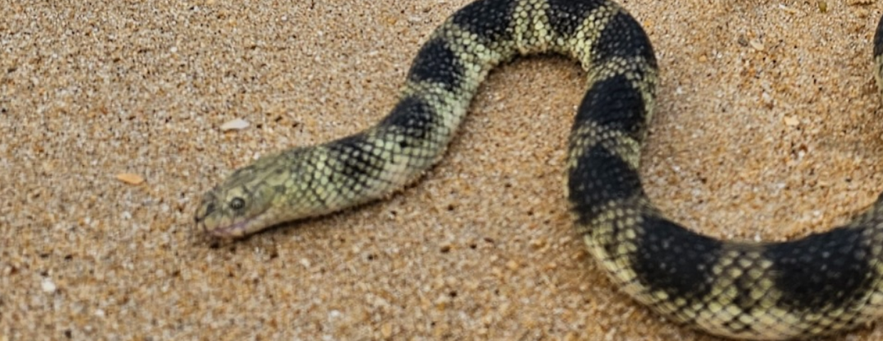 Australia, jadowite węże na plażach